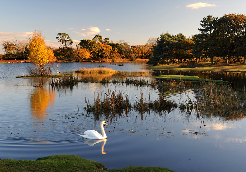 Autumn Hatchet Pond and Swan